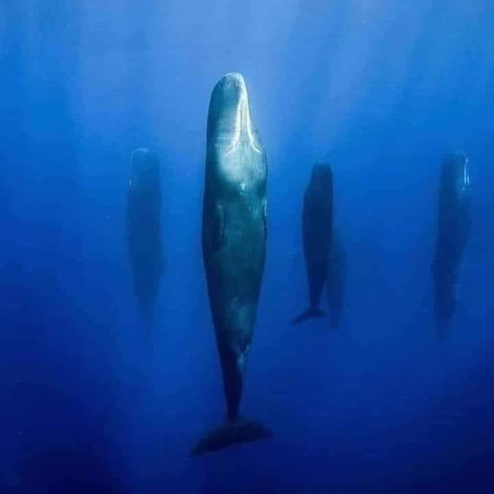 1660926977726.png
