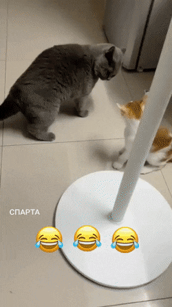 1661170780_25.gif