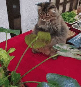 1664204872_21.gif