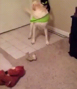1664204934_12.gif