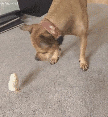 1664204934_2.gif
