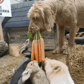 1664204936_14.gif