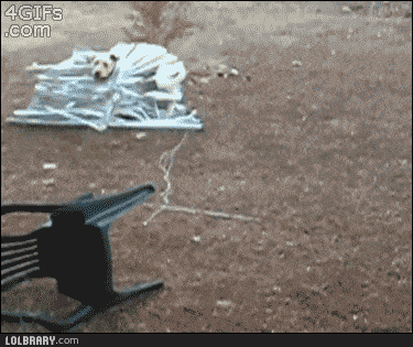 1664289753_6.gif