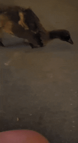 1664466853_15.gif