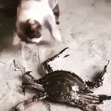1664979317_21.gif