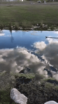 1665155126_42.gif