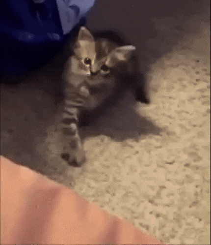 1665745216_6.gif