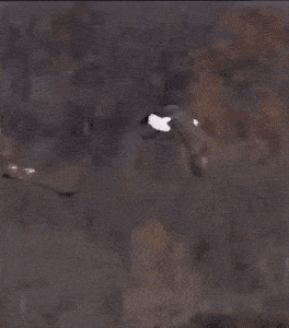 1665745229_21.gif