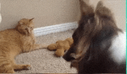 1666629174_7.gif
