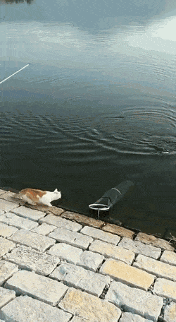 1666801618_14.gif