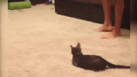 1666978174_11.gif
