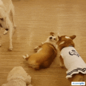 1667580358_7.gif