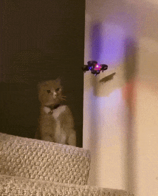 1668014287_10.gif