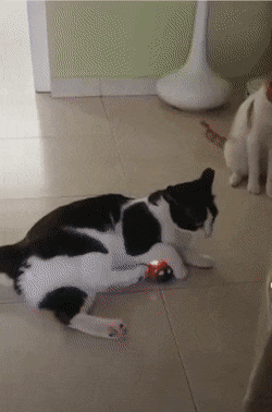 1668522580_19.gif