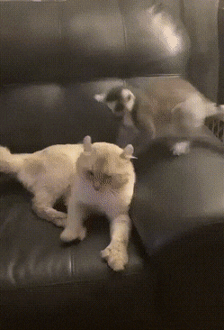 1668795433_9.gif