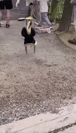 1668795473_12.gif
