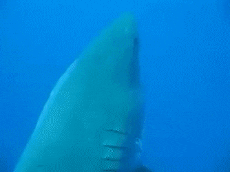 1670246566_18.gif