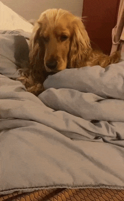 1670360509_10.gif