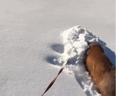 1671981903_1.gif