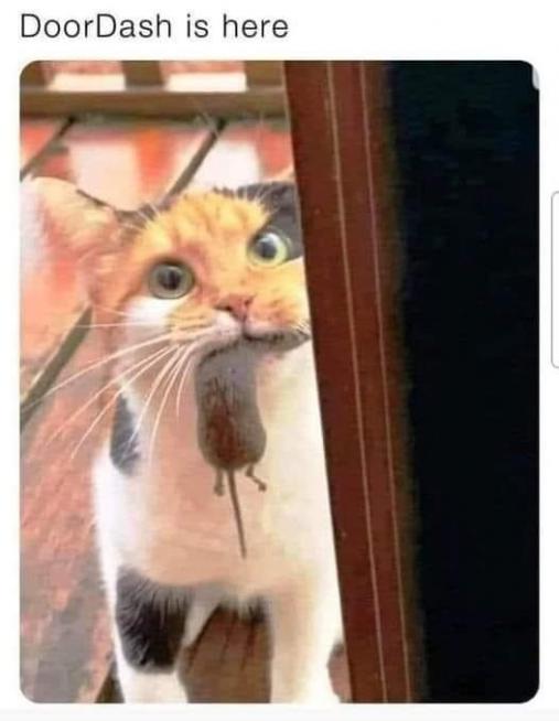 1675009236590.jpeg
