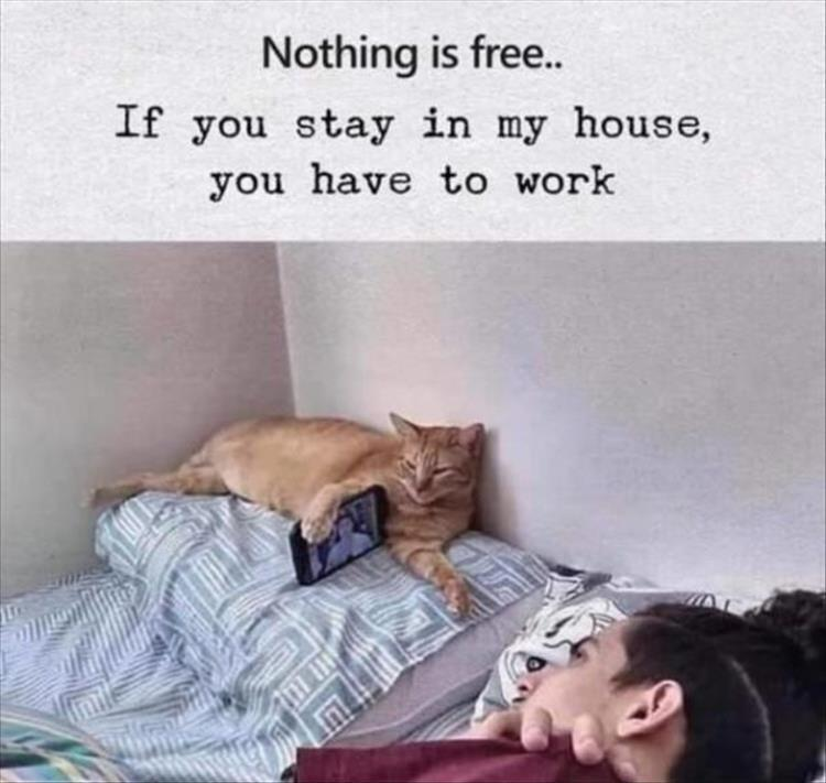 1675047306898.png