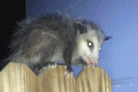 1678745616920.gif