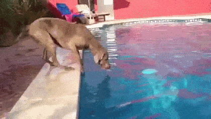 1681326077_10.gif