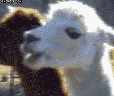 1681593783310.gif