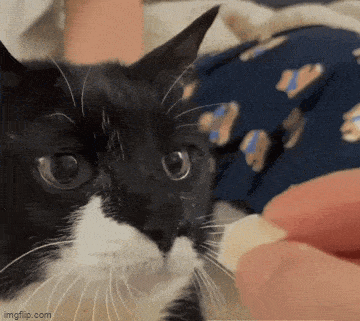 1683291366_4.gif