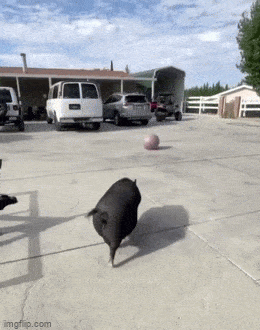 1683291410_18.gif