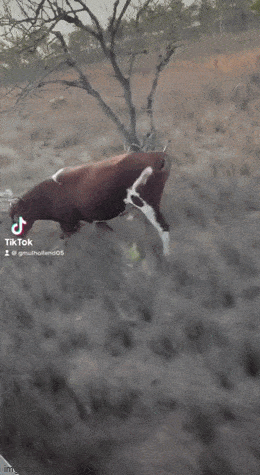 1683544739_23.gif