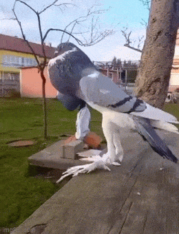 1684260769_20.gif