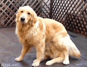 1684375332cute-funny-dog-animated-gif-7 (1).gif