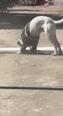 1685007651_22.gif