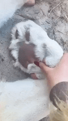 1685249740_11.gif