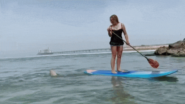 1685466924_000.gif
