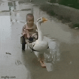 1685541523_12.gif