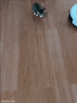 1685651586_14.gif