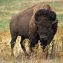 an american bison from en.wikipedia.org