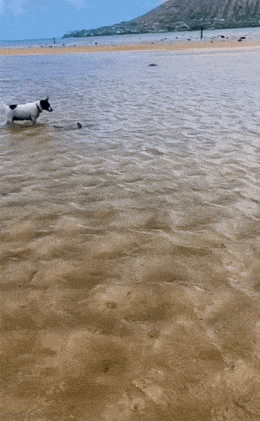 1687970717_24.gif