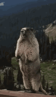 1688610742629.gif
