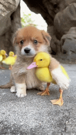 1688936497_14.gif