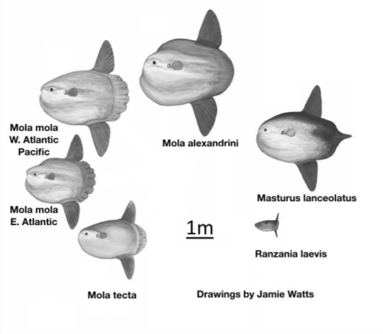 1691695220381.png