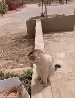 1692298633_6.gif