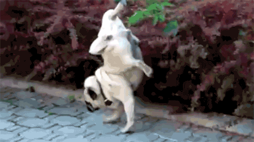 1697185160993.gif