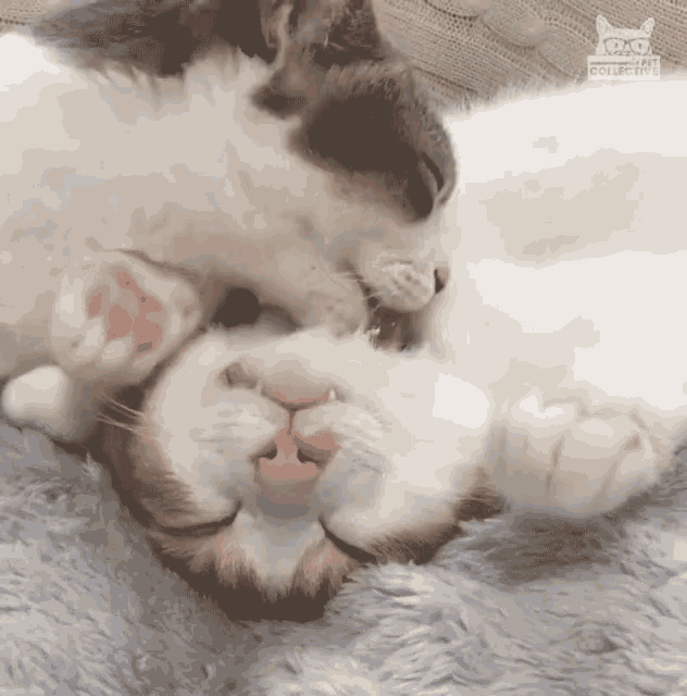 1702951372547.gif