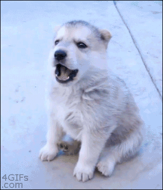 1703297989291.gif