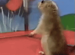 1706252363120.gif