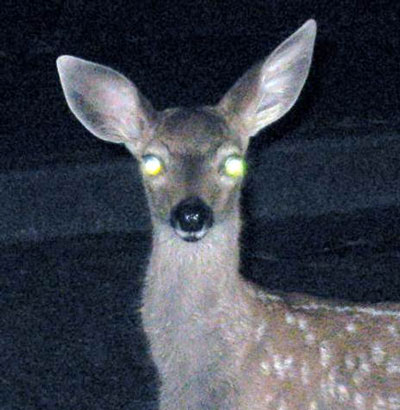 1709878693298.png