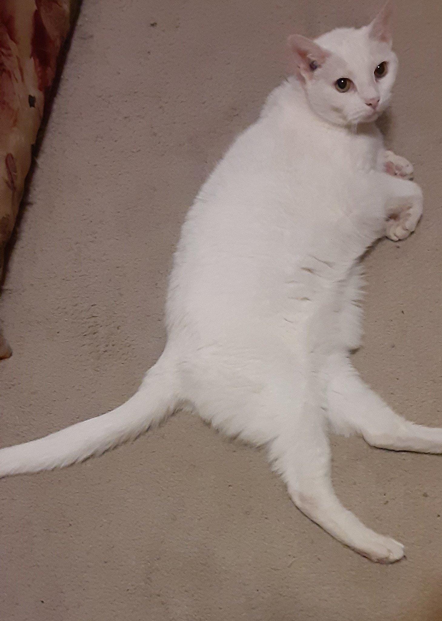 1710266225594.jpeg